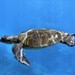Cozumel Snorkeling